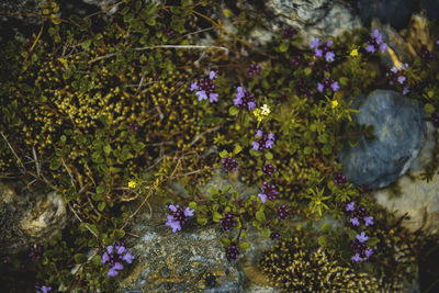 Close-up of purple flowers blooming on tree