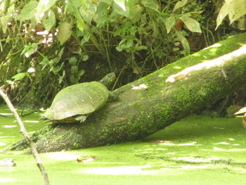 Close-up of green turtle in water