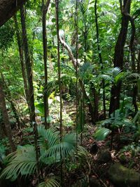 Trees and plants growing in forest