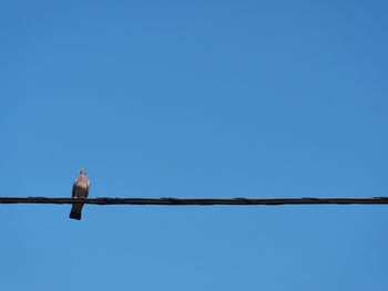 Low angle view of bird perching against clear blue sky