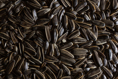 sunflower seed
