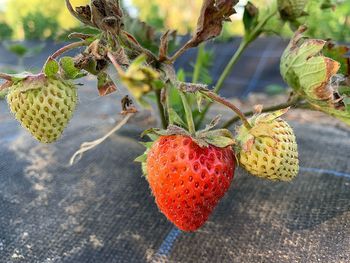 Close-up of strawberries
