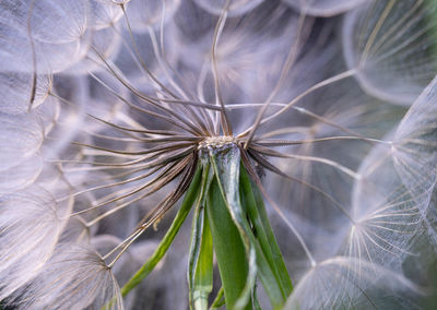 High angle view of dandelion on plant