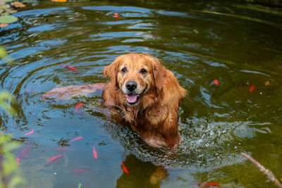 Portrait of golden retriever swimming in lake