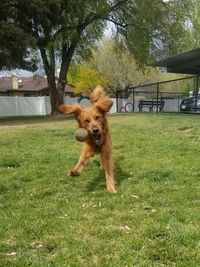 Portrait of dog on field