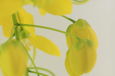 Close-up of yellow flowering plant against white background