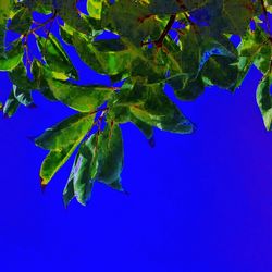 Low angle view of tree against clear blue sky