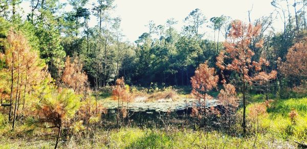 Scenic view of lake in forest against sky