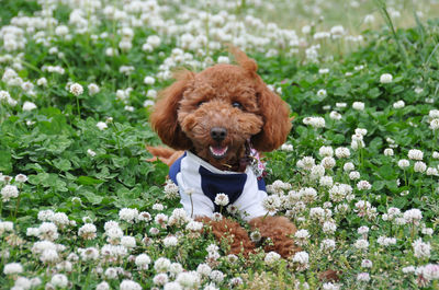 Portrait of a dog on flower