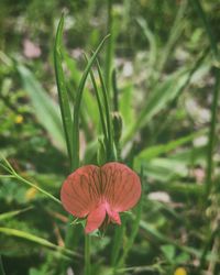 Close-up of red flowers