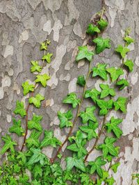 Close-up of ivy on wall