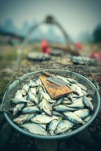 Close-up of fish