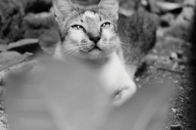 Close-up portrait of cat by palm