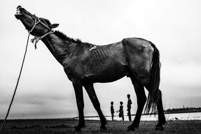 Side view of horse standing on field against sky