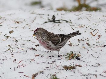 Close-up of a bird on snow