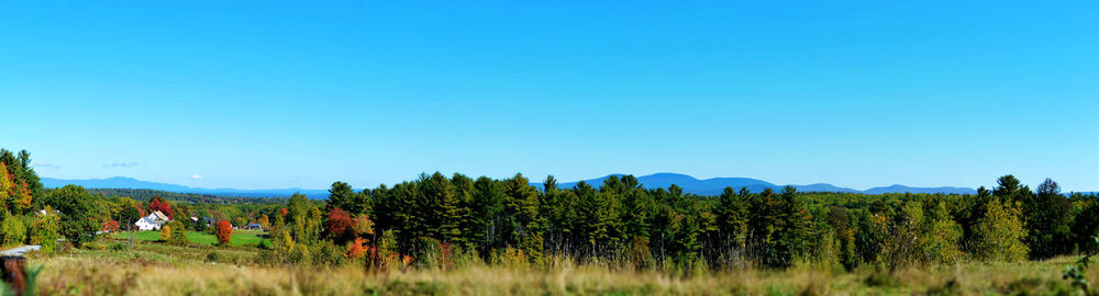 Panoramic view of trees in forest against clear blue sky