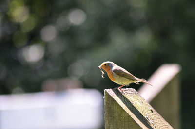 Close-up of bird perching on wood