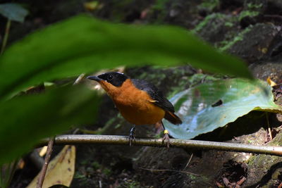 Close-up of bird perching on tree