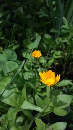 Close-up of yellow flower