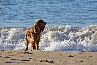 Dog running on shore at beach against sky