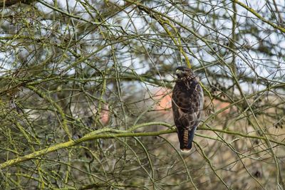 Bird perching on branch