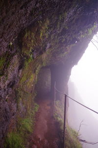 Bridge amidst trees on mountain