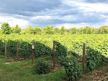 Scenic view of vineyard against sky