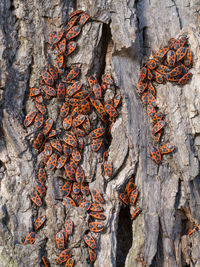 Close-up of lizard on tree trunk