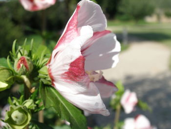 Close-up of hibiscus blooming outdoors