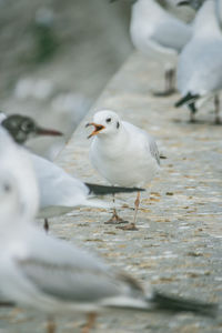 Close-up of seagulls perching