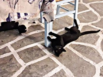 High angle view of black cat on floor in city