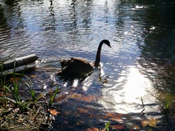 Swan swimming in lake