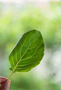 Close-up of hand holding leaf