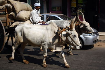 High angle view of horse on street