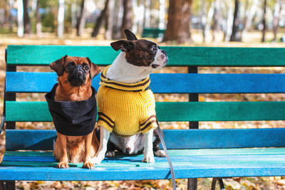 Dogs sitting on bench in park