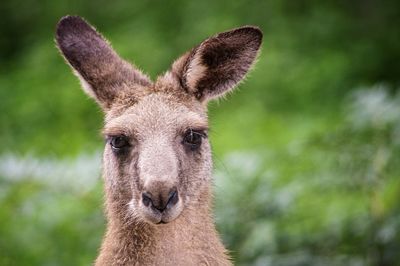 Close-up portrait of an animal