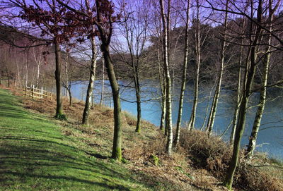 Bare trees in forest