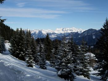 Scenic view of pine trees in forest against sky