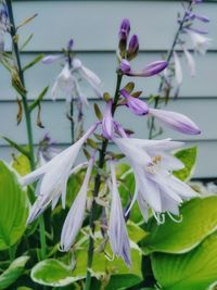 Close-up of purple flowering plant