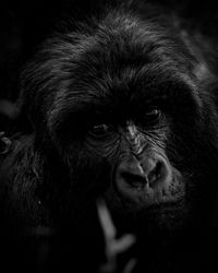 Close-up of gorilla looking away