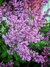 Close-up of purple flowers on branch