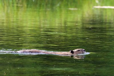 Beaver in lake