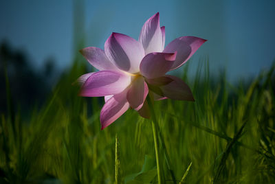 Close-up of crocus blooming outdoors