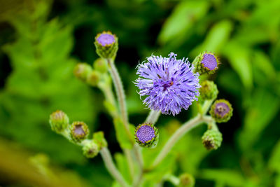 Close-up of purple flowering plant