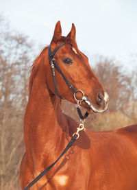 Close-up of horse against sky