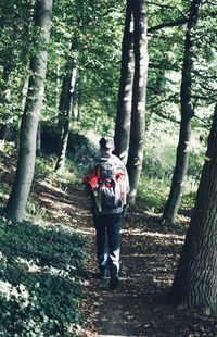 Rear view of men walking in forest