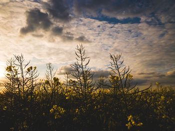 Low angle view of yellow flowering plants on field against sky