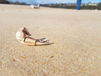 Close-up of crab on sand