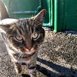 Close-up portrait of cat