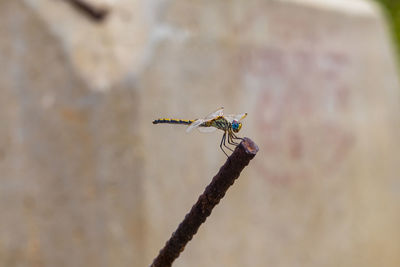 Close-up of dragonfly perching on wall
